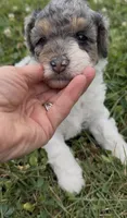 Priscilla, a female Poodle - Miniature  for sale in Edwardsburg, MI – 2 of 3