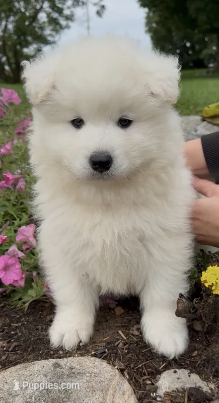 Sammy – Samoyed puppy for sale in Edwardsburg, MI