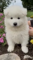 Sammy, a male Samoyed for sale in Edwardsburg, MI – 1 of 3