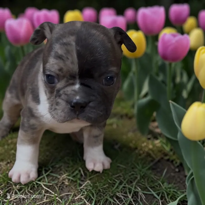 Frank  – Frenchton puppy for sale in Edwardsburg, MI
