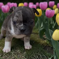Frank , a male Frenchton for sale in Edwardsburg, MI – 1 of 2