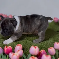 Frank , a male Frenchton for sale in Edwardsburg, MI – 2 of 2