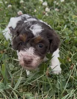 Precious, a female Poodle - Miniature  for sale in Edwardsburg, MI – 2 of 3