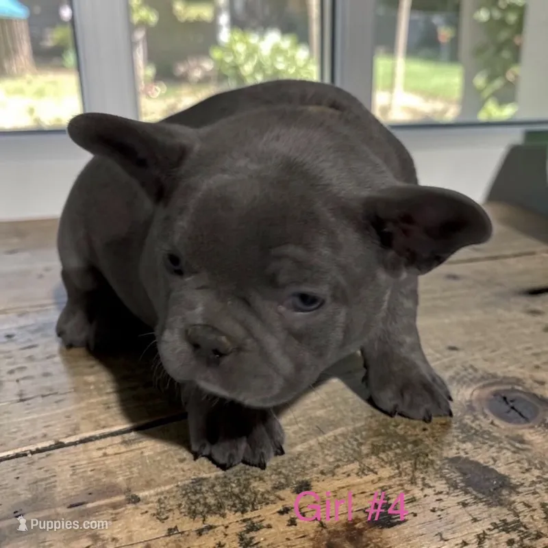 Flower – French Bulldog puppy for sale in Edwardsburg, MI