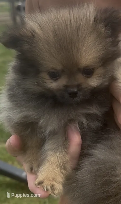 REDUCED Flea – Pomeranian puppy for sale in Edwardsburg, MI