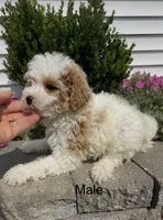 Cotton, a male Coton de Tulear for sale in Edwardsburg, MI – 2 of 2