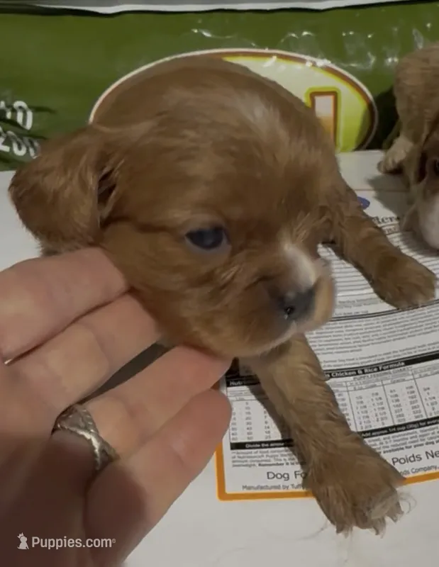 Chippy – Cavalier King Charles Spaniel puppy for sale in Edwardsburg, MI