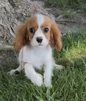 Charllie, a male Cavalier King Charles Spaniel for sale in Edwardsburg, MI – 3 of 3