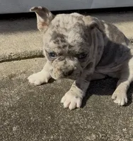 Frank, a male Frenchton for sale in Edwardsburg, MI – 2 of 2