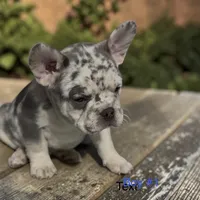 REDUCED Frazier , a male French Bulldog for sale in Edwardsburg, MI – 2 of 2