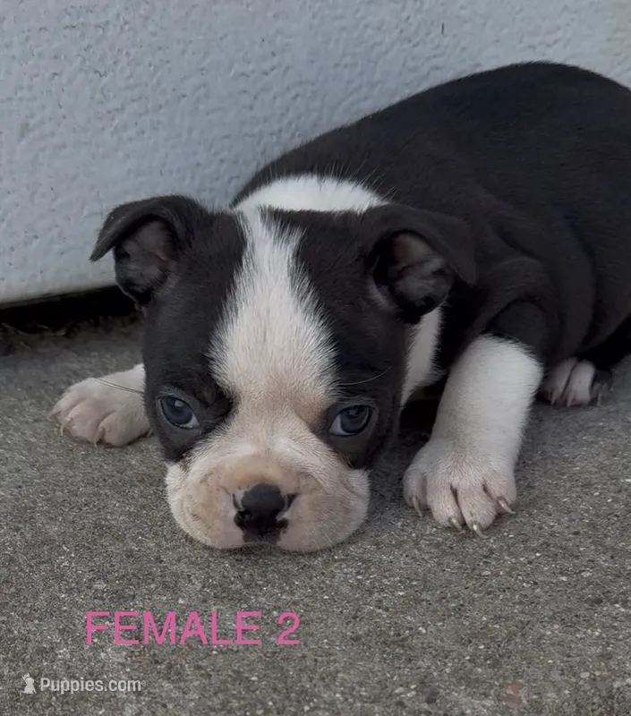 Betty Boop – Boston Terrier puppy for sale in Edwardsburg, MI