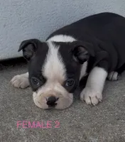 Betty Boop, a female Boston Terrier for sale in Edwardsburg, MI – 1 of 3