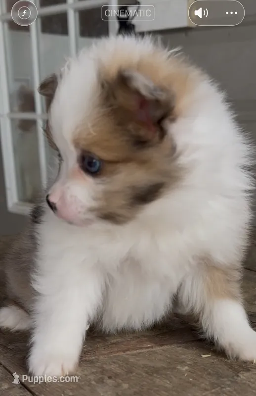 REDUCED Pixie – Pomeranian puppy for sale in Edwardsburg, MI