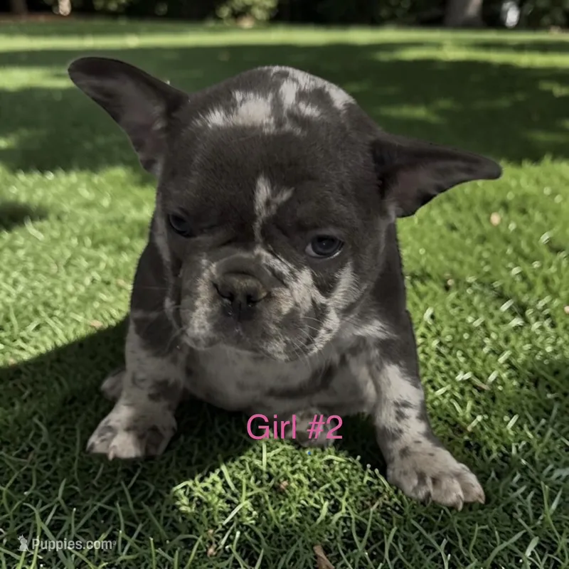 REDUCED Franny – French Bulldog puppy for sale in Edwardsburg, MI