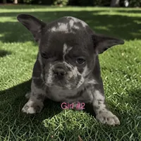 REDUCED Franny, a female French Bulldog for sale in Edwardsburg, MI – 1 of 2