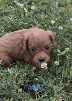 Caleb, a male Cavapoo for sale in Edwardsburg, MI – 3 of 3