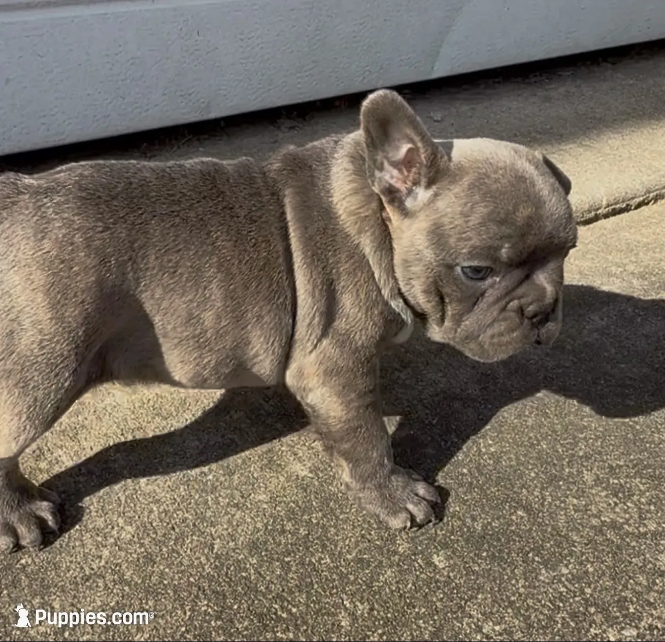 Felix, a male Frenchton for sale in Edwardsburg, MI – 1 of 3