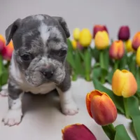 Fendi, a female Frenchton for sale in Edwardsburg, MI – 2 of 2