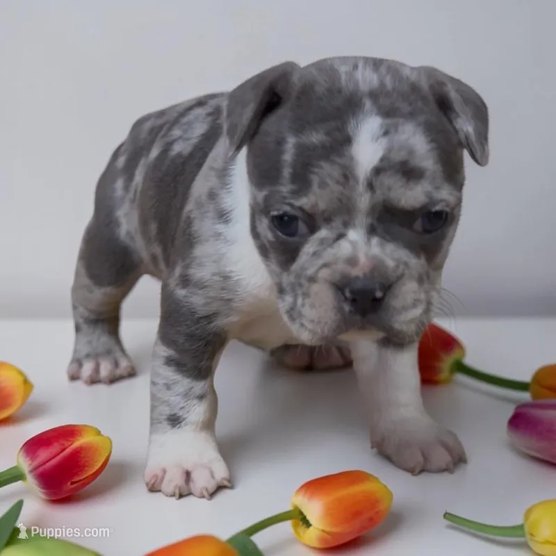 Fendi – Frenchton puppy for sale in Edwardsburg, MI