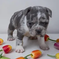Fendi, a female Frenchton for sale in Edwardsburg, MI – 1 of 2
