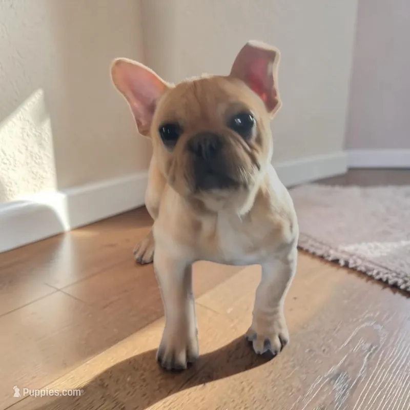 Phoebe – French Bulldog puppy for sale in Edwardsburg, MI