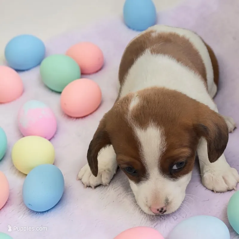 Jack – Jack Russell Terrier puppy for sale in Edwardsburg, MI