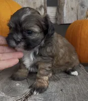 Stella, a female Shihpoo for sale in Edwardsburg, MI – 2 of 4