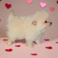 Pepsi, a male Pomeranian for sale in Edwardsburg, MI – Photo 1 of 2