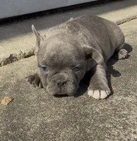 Felix, a male Frenchton for sale in Edwardsburg, MI – 2 of 3