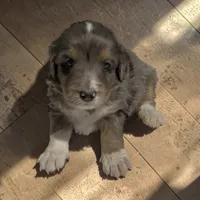 Bert, a male Miniature Bernedoodle for sale in Edwardsburg, MI – 2 of 2