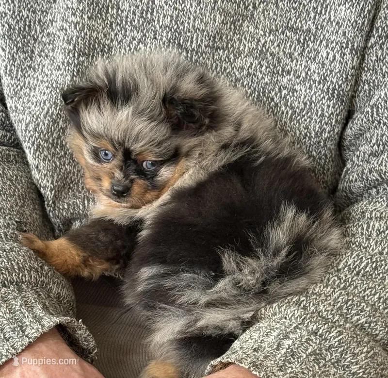 Paisley – Pomeranian puppy on hold in Edwardsburg, MI