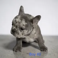 Frank, a male French Bulldog for sale in Edwardsburg, MI – 2 of 2