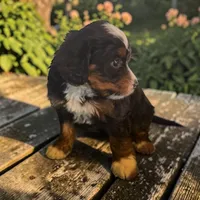 Balto, a male Miniature Bernedoodle for sale in Edwardsburg, MI – 1 of 1