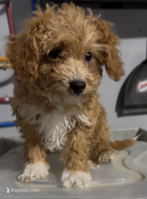 Pinky – Poodle - Miniature  puppy for sale in Edwardsburg, MI
