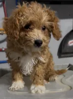 Pinky, a female Poodle - Miniature  for sale in Edwardsburg, MI – 1 of 2