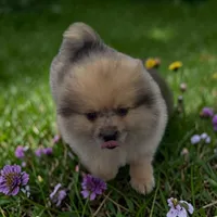 Polly, a female Pomeranian for sale in Edwardsburg, MI – 3 of 3