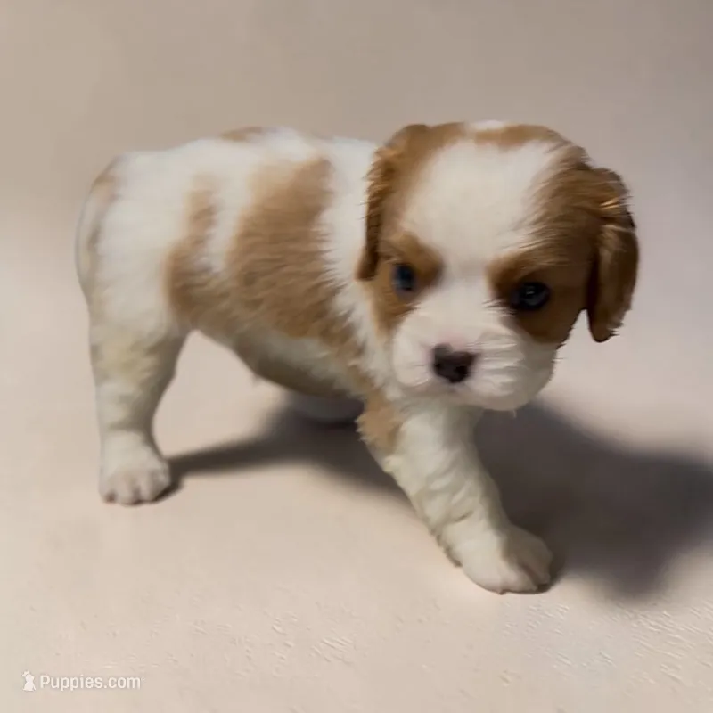 Caine – Cavalier King Charles Spaniel puppy for sale in Edwardsburg, MI