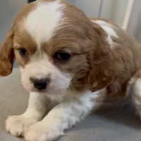 Cane and Abel REDUCED, a male Cavalier King Charles Spaniel for sale in Edwardsburg, MI – Photo 4 of 4