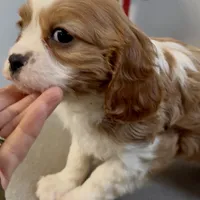 Cane and Abel REDUCED, a male Cavalier King Charles Spaniel for sale in Edwardsburg, MI – Photo 2 of 4