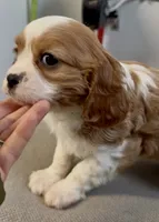 processed/2f51ba80-12cc-4758-87e8-b8f375024b20/listing/b66aa3c7-cb3a-45f7-b1ed-dfee16eee481/a53e12e5-2f6c-42aa-9429-4b74f9754779