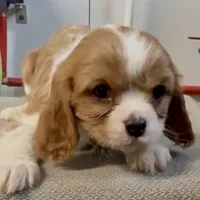 Cane and Abel REDUCED, a male Cavalier King Charles Spaniel for sale in Edwardsburg, MI – Photo 3 of 4