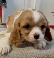 processed/2f51ba80-12cc-4758-87e8-b8f375024b20/listing/b66aa3c7-cb3a-45f7-b1ed-dfee16eee481/c3ef8ba3-9619-4c4d-abed-5f1f9c94ab47