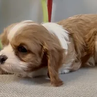 Cane and Abel REDUCED, a male Cavalier King Charles Spaniel for sale in Edwardsburg, MI – Photo 1 of 4