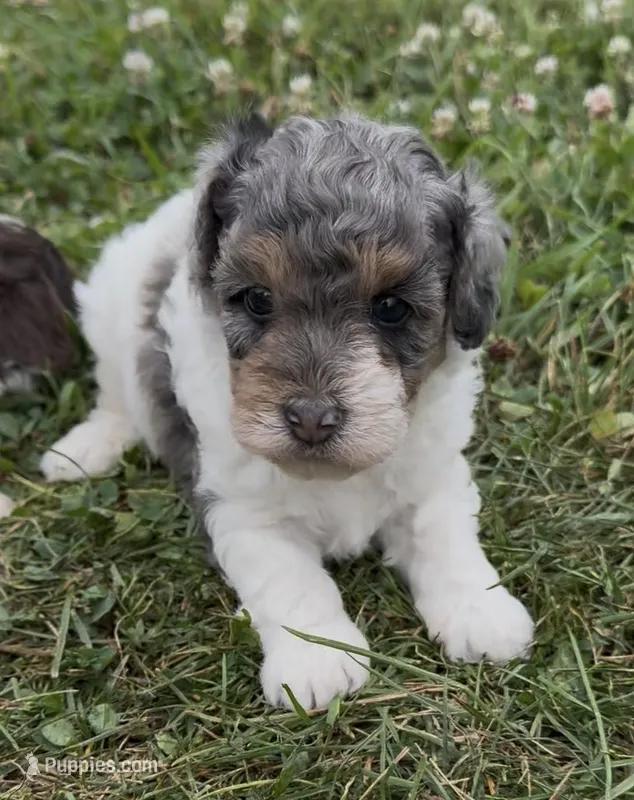 Priscilla – Poodle - Miniature  puppy for sale in Edwardsburg, MI