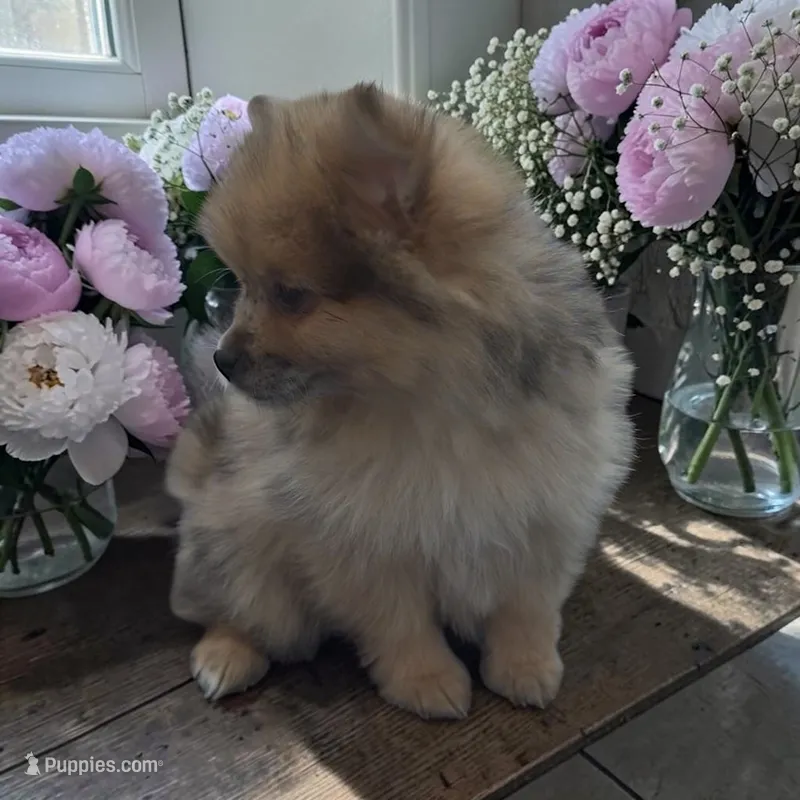 Polly – Pomeranian puppy for sale in Edwardsburg, MI