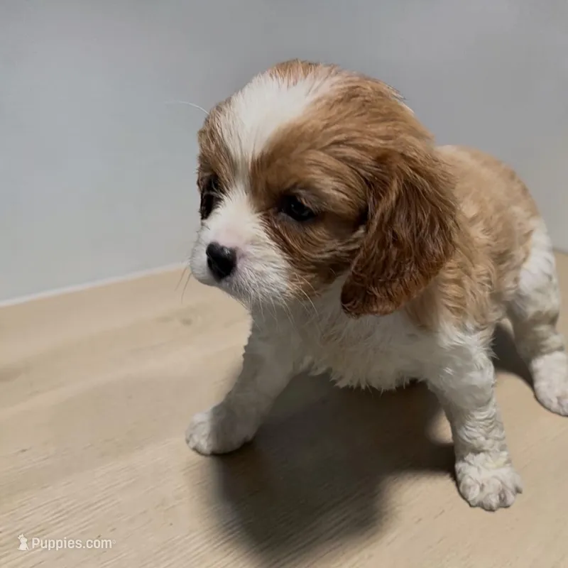 Cammy – Cavalier King Charles Spaniel puppy for sale in Edwardsburg, MI