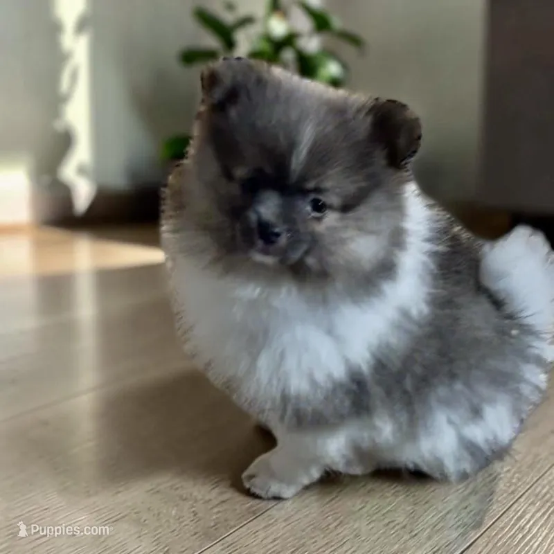 Penelope  – Pomeranian puppy for sale in Edwardsburg, MI