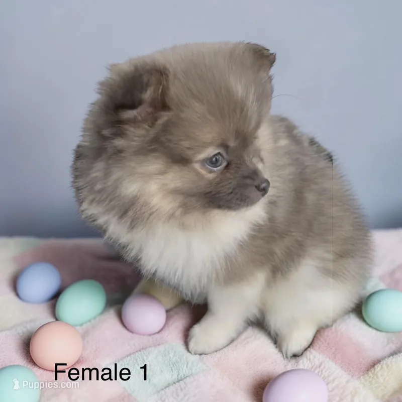 Penelope  – Pomeranian puppy for sale in Edwardsburg, MI