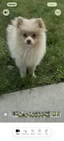 Paulie, a male Pomeranian for sale in Edwardsburg, MI – 2 of 2