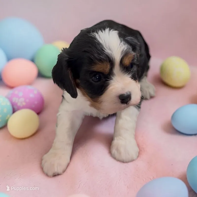 Cindy Lou – Cavalier King Charles Spaniel puppy for sale in Edwardsburg, MI